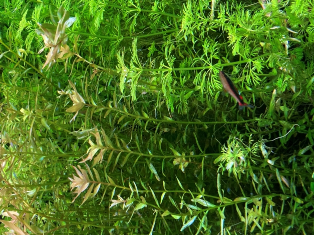 Rotala rotundifolia